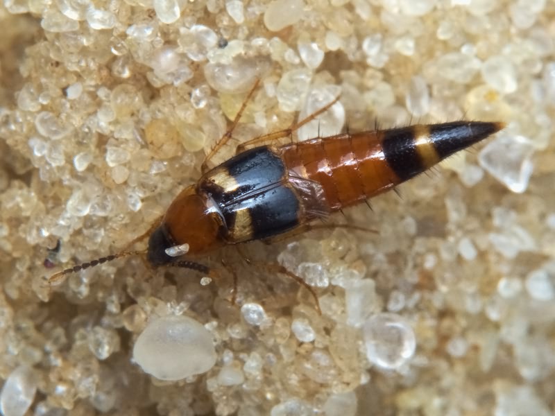 Lordithon lunulatus (Linnaeus, 1761)